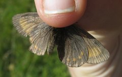 Erebia pharte