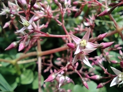Crassula multicava