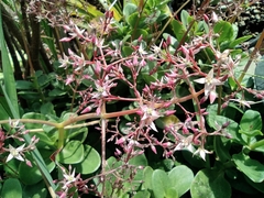 Crassula multicava