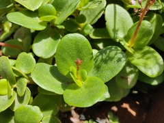 Crassula multicava