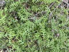 Pholistoma membranaceum