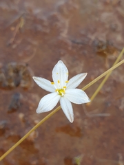 Anthericum