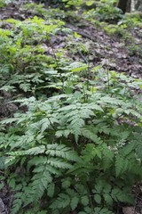 Osmorhiza aristata