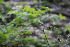 Osmorhiza aristata
