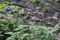 Osmorhiza aristata