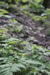Osmorhiza aristata