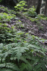 Osmorhiza aristata