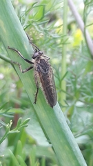 Epipamponeurus americanus