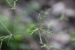 Osmorhiza aristata