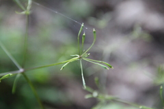 Osmorhiza aristata