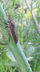 Epipamponeurus americanus