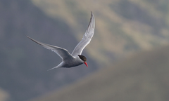 Sterna vittata tristanensis