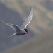 Tristan Antarctic Tern - Photo (c) Paul G. Schrijvershof, some rights reserved (CC BY-NC-ND), uploaded by Paul G. Schrijvershof