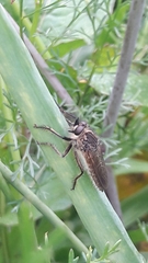 Epipamponeurus americanus