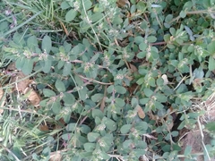 Euphorbia velleriflora