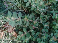 Euphorbia velleriflora
