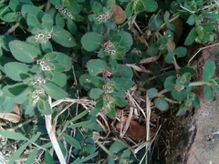 Euphorbia velleriflora
