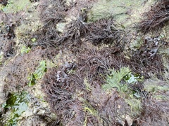 Cryptosiphonia woodii