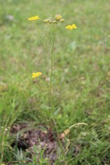 Pastinaca armena