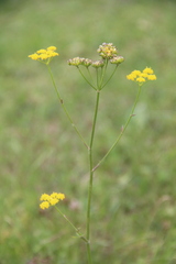 Pastinaca armena