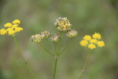 Pastinaca armena