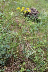 Pastinaca armena