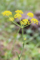 Pastinaca armena