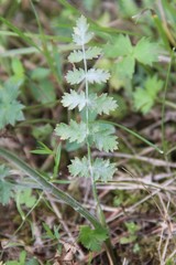 Pastinaca armena