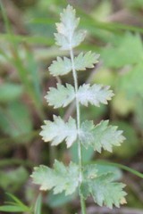 Pastinaca armena