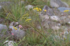 Pastinaca armena