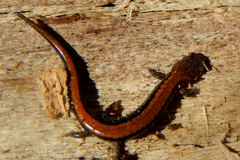 Plethodon cinereus