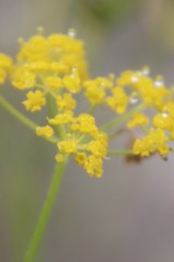 Pastinaca armena