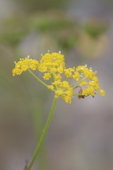 Pastinaca armena