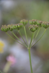 Pastinaca armena
