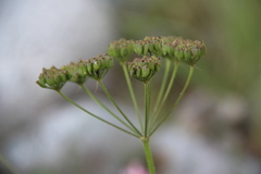 Pastinaca armena