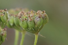 Pastinaca armena