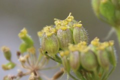 Pastinaca armena