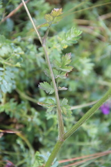 Pastinaca armena