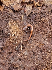Plethodon cinereus