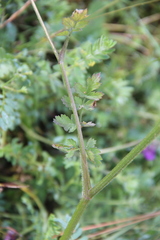Pastinaca armena
