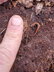 Plethodon cinereus