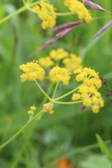 Pastinaca armena