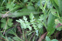 Pastinaca armena