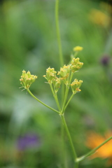 Pastinaca armena