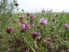 Thymus pallasianus