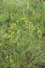 Pastinaca clausii