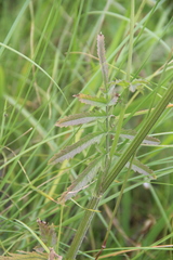 Pastinaca clausii