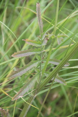 Pastinaca clausii
