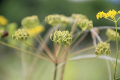 Pastinaca clausii