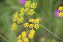 Pastinaca clausii